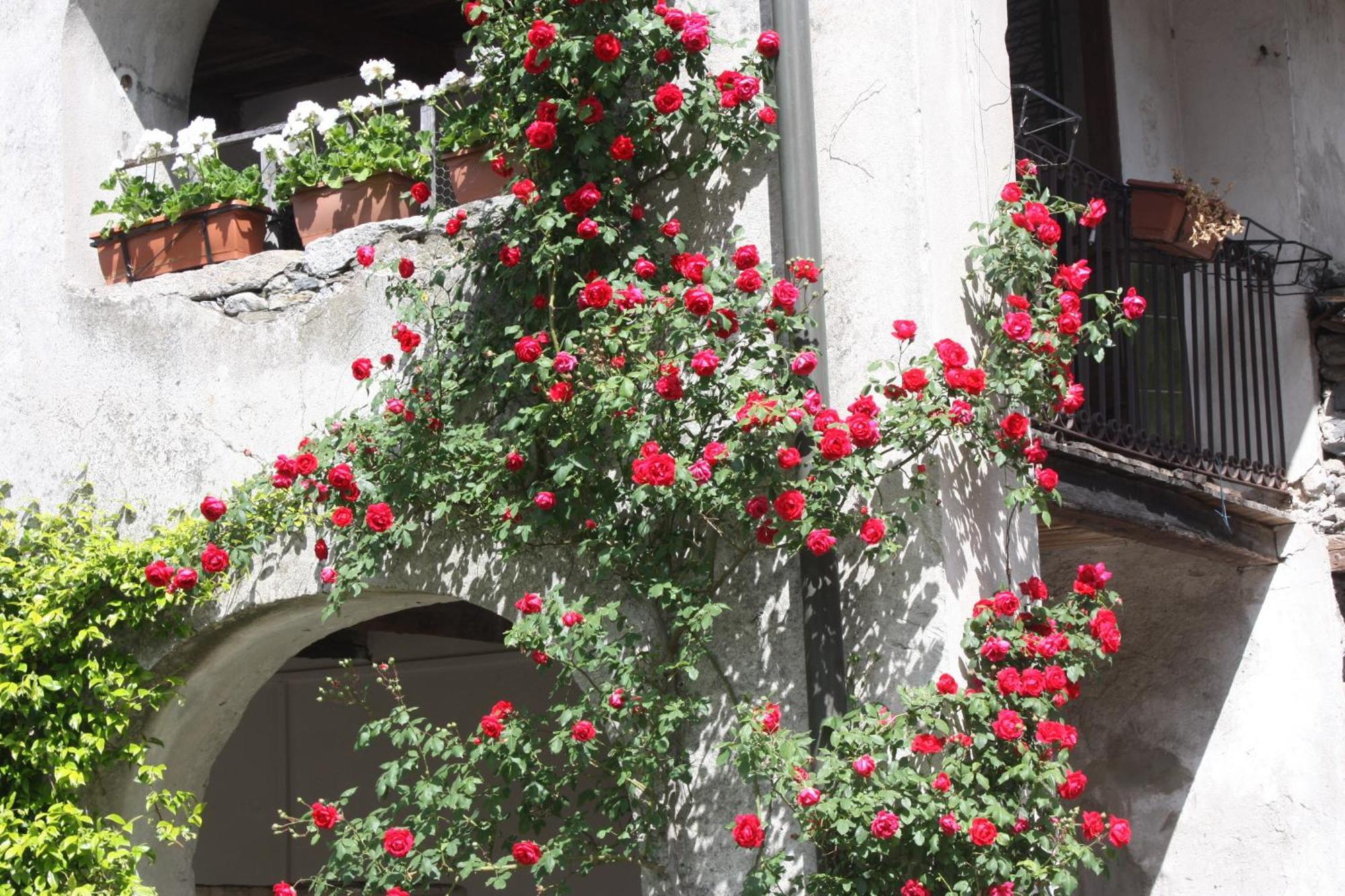 Affittacamere Casa Archi Losone Dış mekan fotoğraf